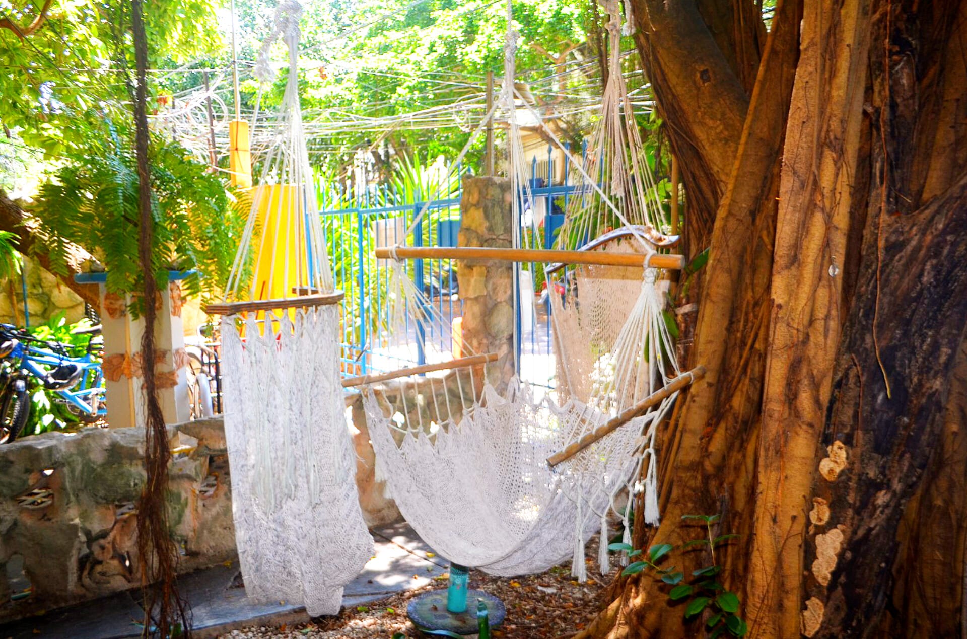 earthing workshops and tree hugging, learning the ways of majestic tropical trees of the Rivera Maya.