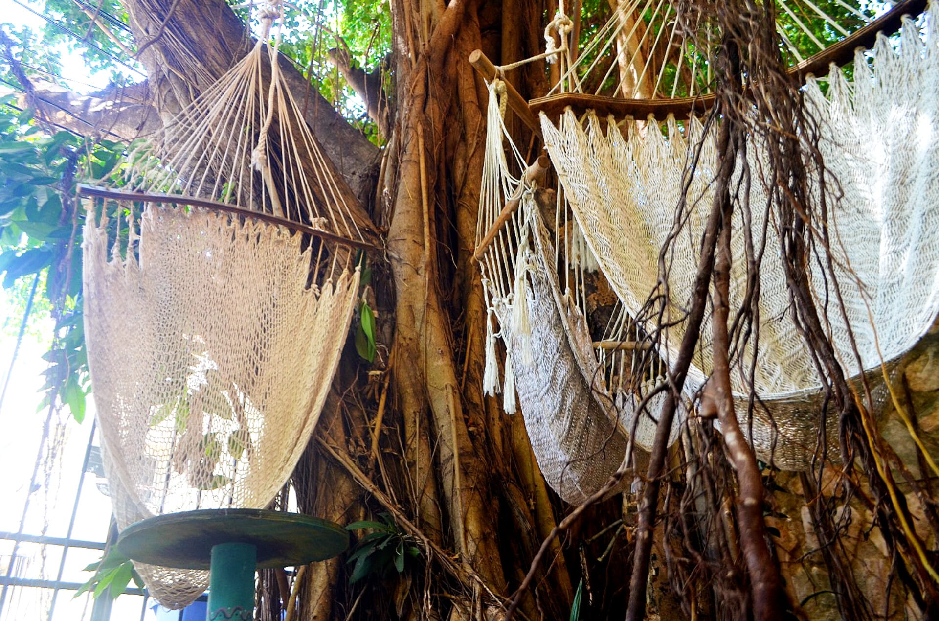 earthing workshops and tree hugging, learning the ways of majestic tropical trees of the Rivera Maya. grounding into a full bio-reset and much more.